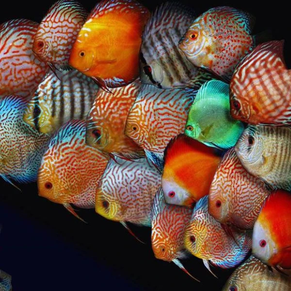 七彩神仙鱼 小型热带精品南美观赏淡水鱼 七彩神仙鱼品类合集