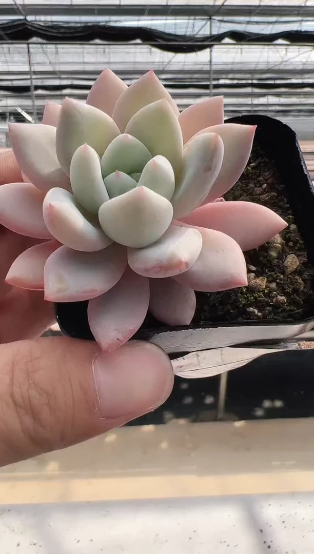 【闪购商品】卡卡-4