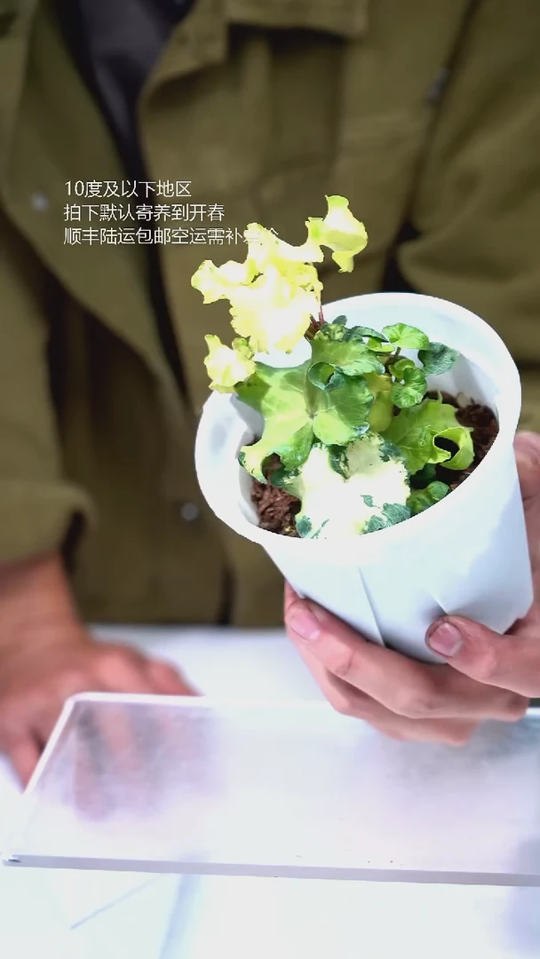 完全开放07-月光灯