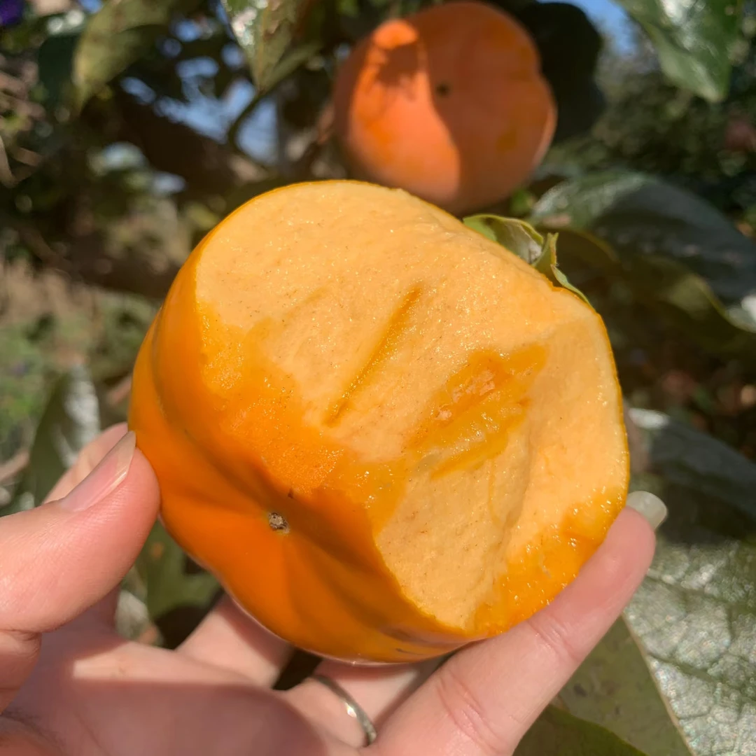 夕飞（太秋脆甜柿容器苗）适合盆栽地栽庭院种植嫁接成活容器苗