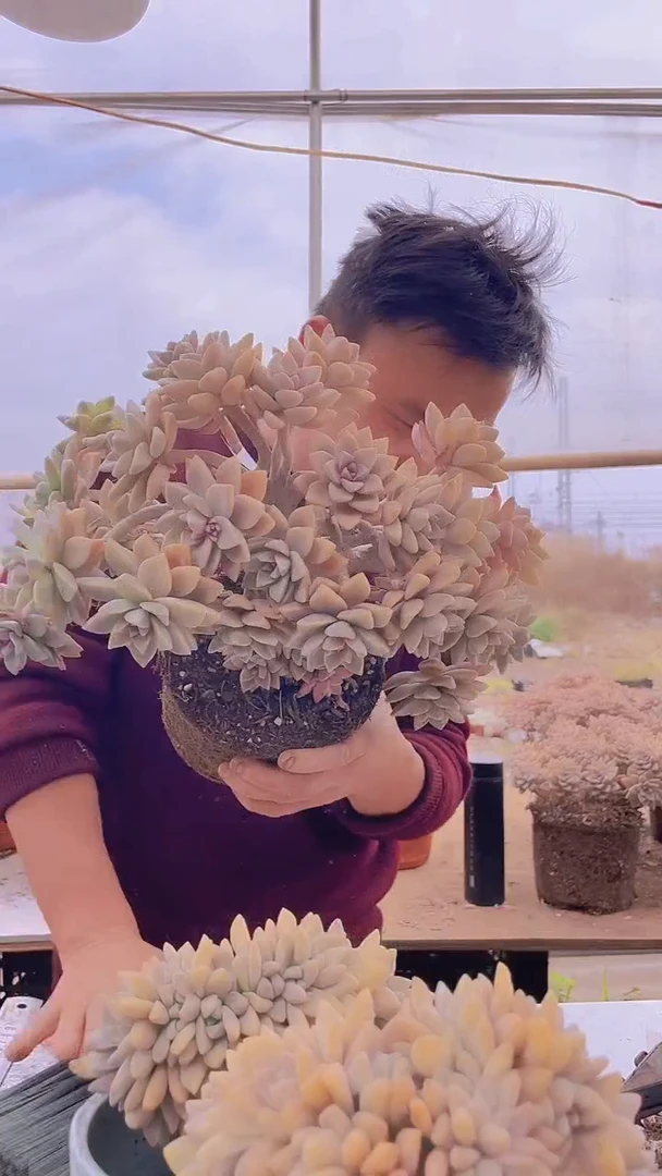 【闪购商品】缀化241