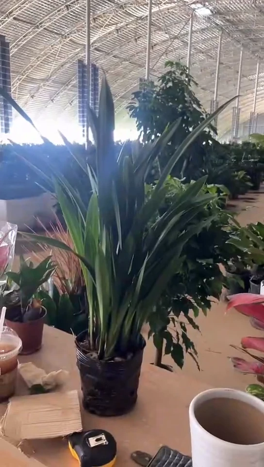 当前无花栽培后可以开花墨兰 过年开花