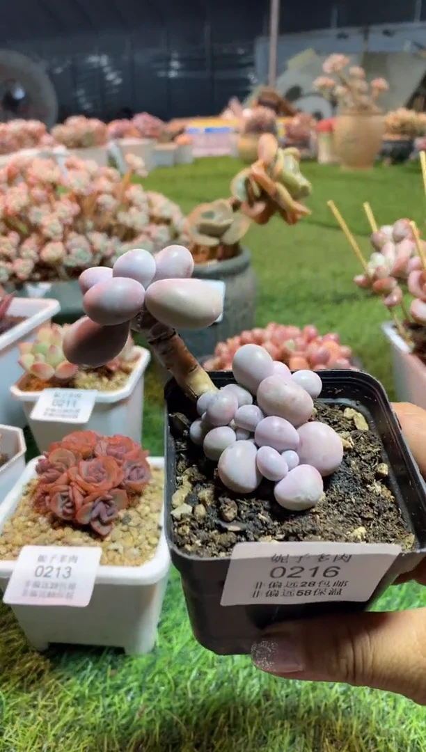 【闪购商品】0216a