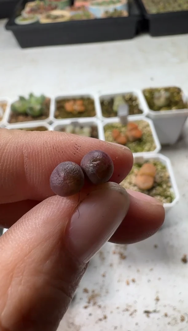 【闪购商品】1/23-186