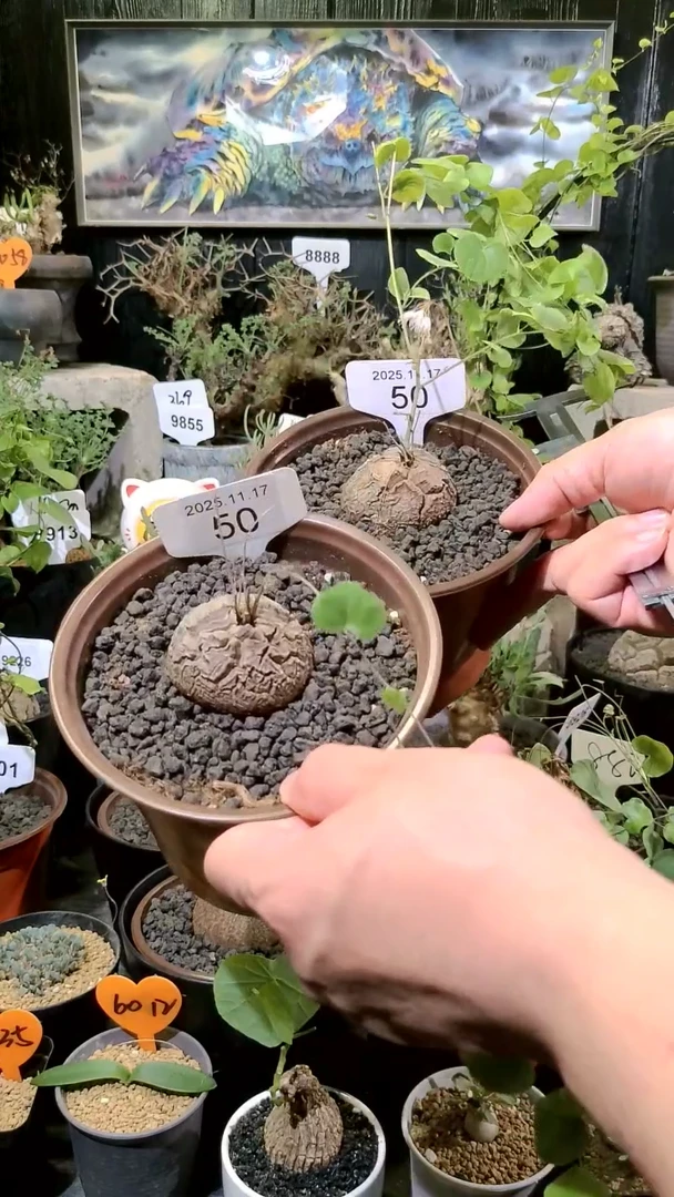 50号1117福利南非龟甲龙买一送一