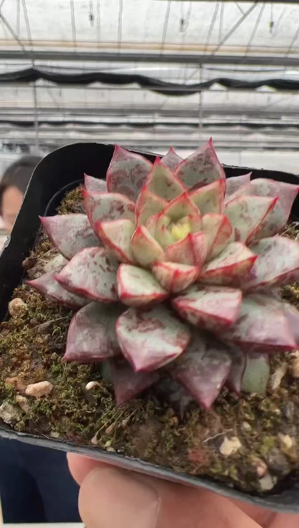 【闪购商品】新款多肉-222