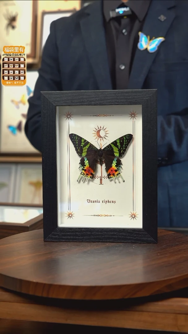 太阳蛾图腾款7寸竖框