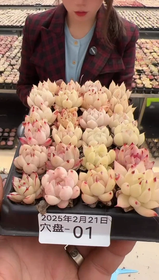 【闪购商品】穴盘-1