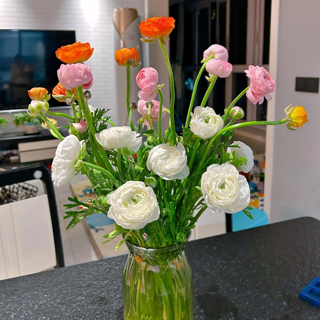 洋牡丹一束颜色随机（今天发明天到全场任意两单包邮到家）