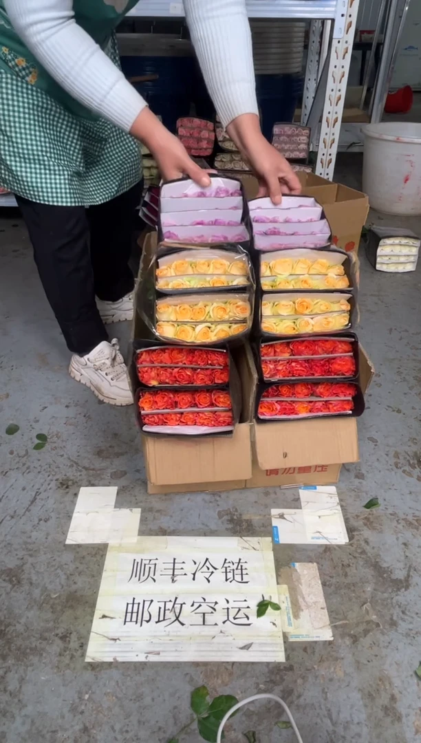 火灵鸟20枝+香槟20枝+紫霞20枝