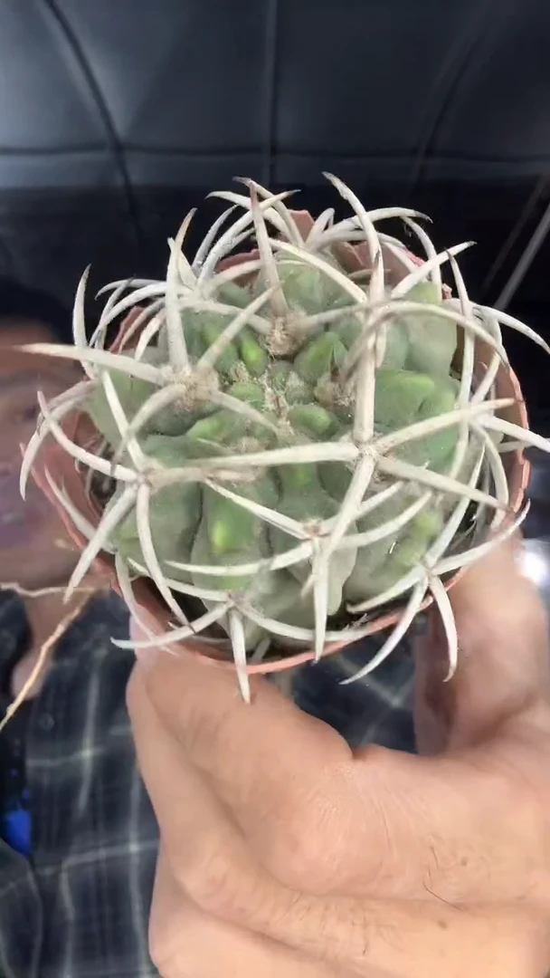 实生碧岩玉15.99配货看图