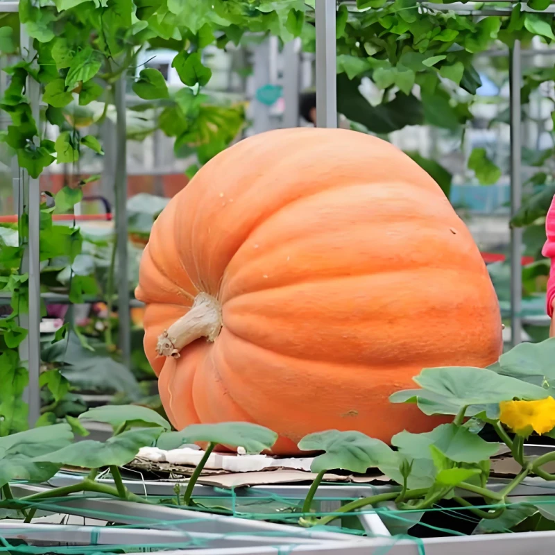 巨型南瓜种子四季播种阳台盆栽小院易种植夏季开花高产蔬菜