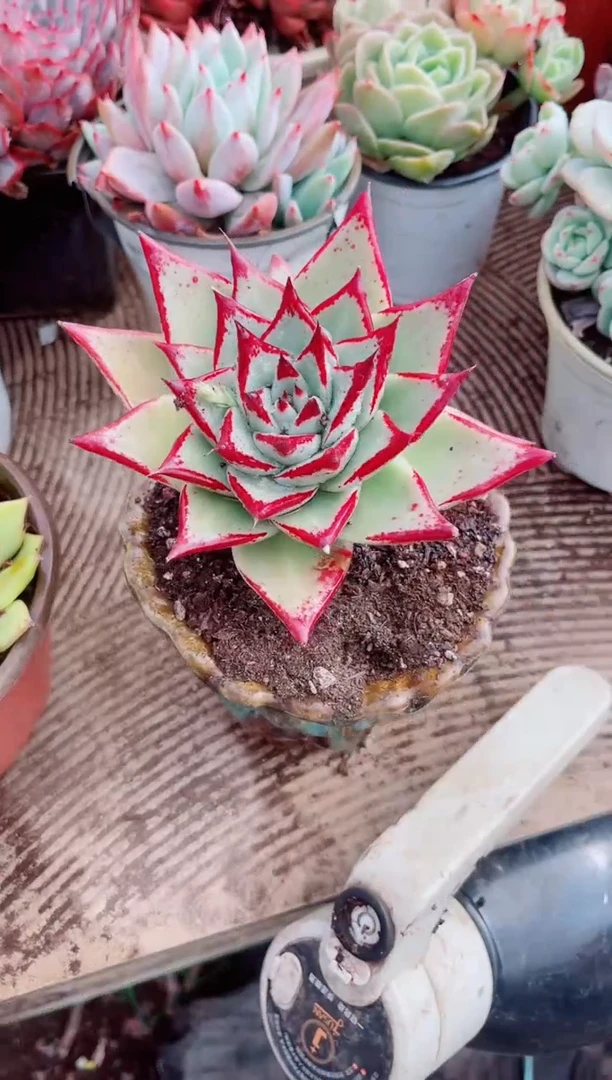 翡***?跃跃精品多肉22066