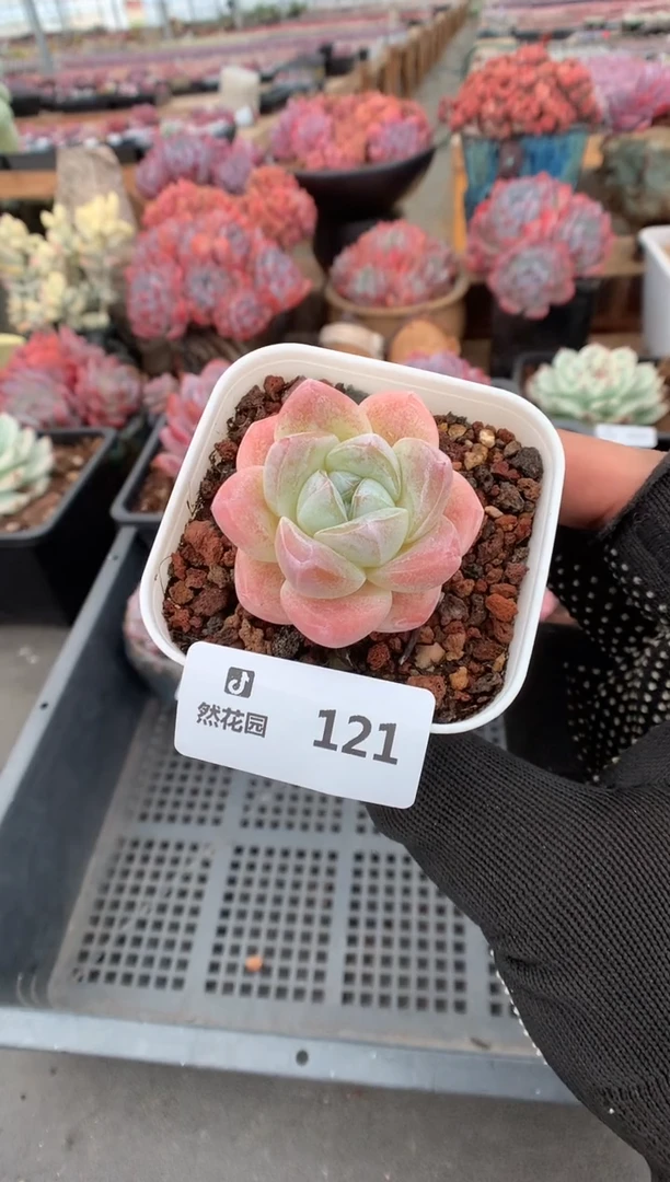 121冰玉一物一拍