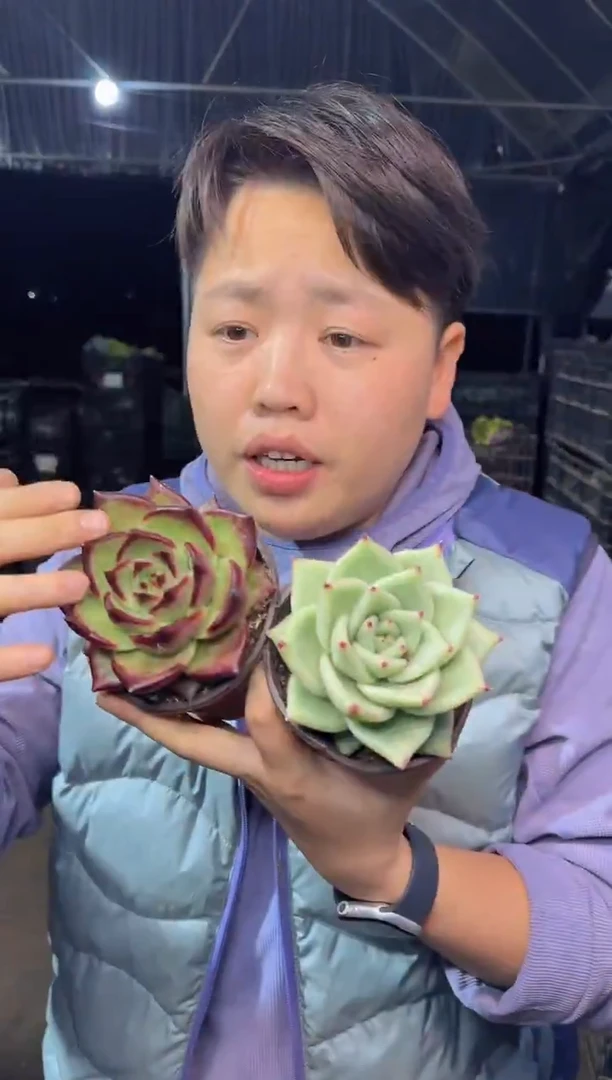 乌木系列随机3颗（挑3个不同）9.99