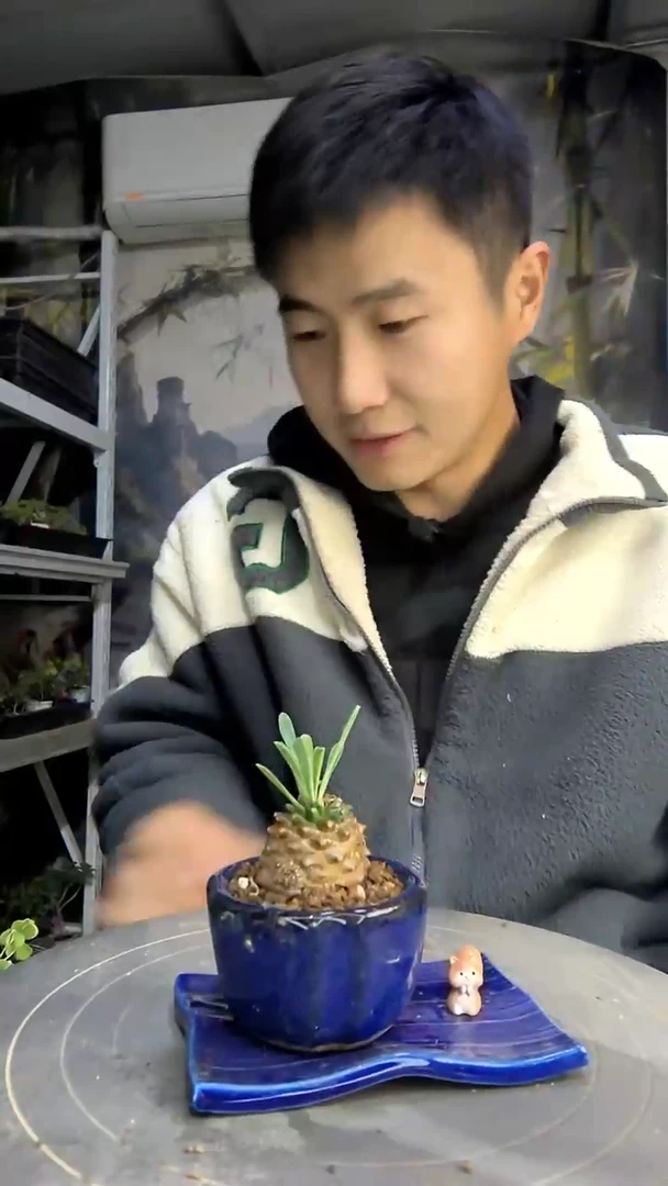 更**西中青园艺一物一拍111