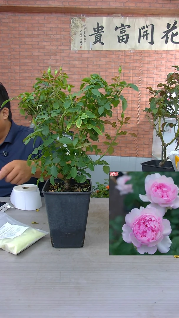 当前无花朵，栽培后可花朵玛莎