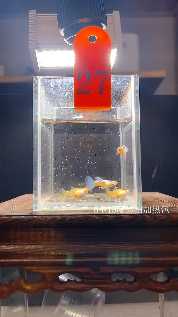 孔雀鱼蓝白飞船27