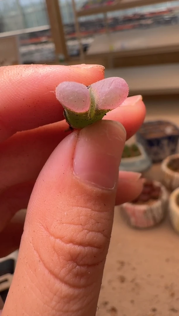 美丽的肉石头16-66