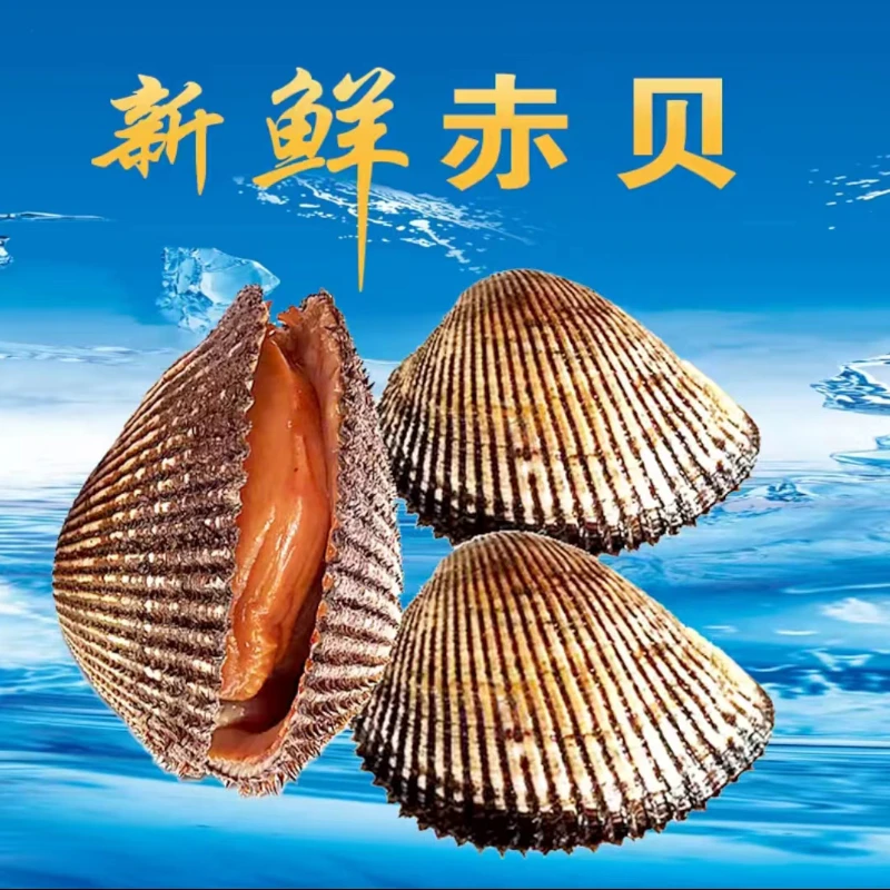 5斤装 赤贝新鲜毛蚶毛蛤蜊红肉包肥