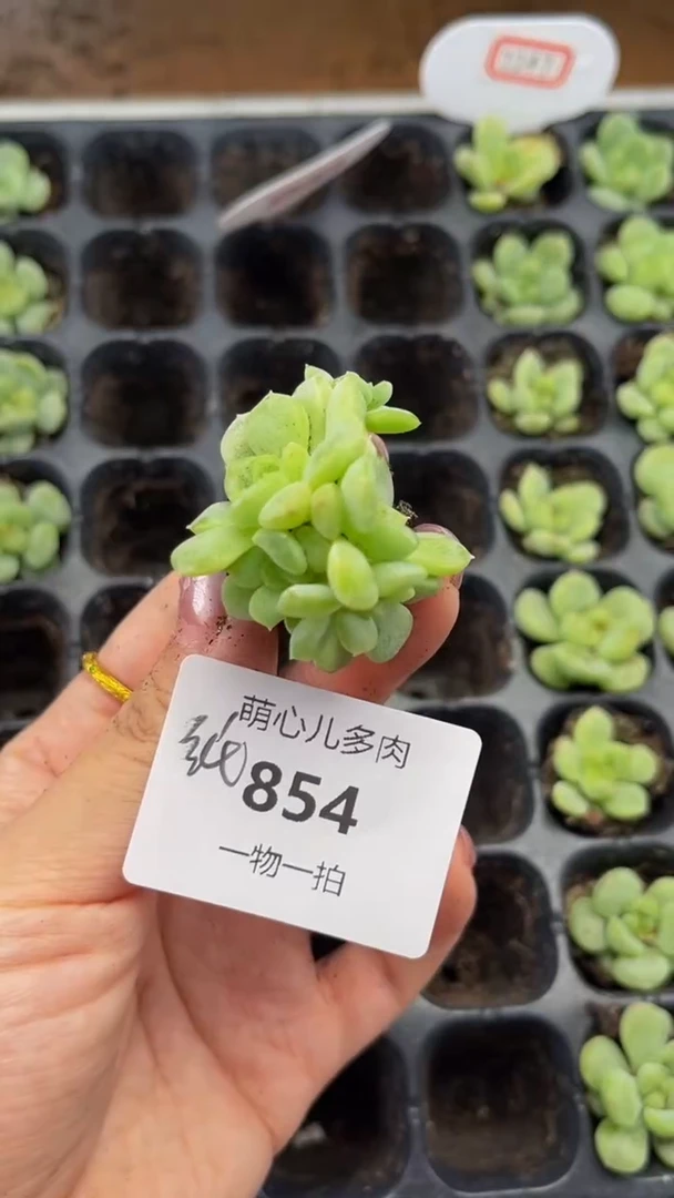 854 纸鸢多肉植物多肉植物