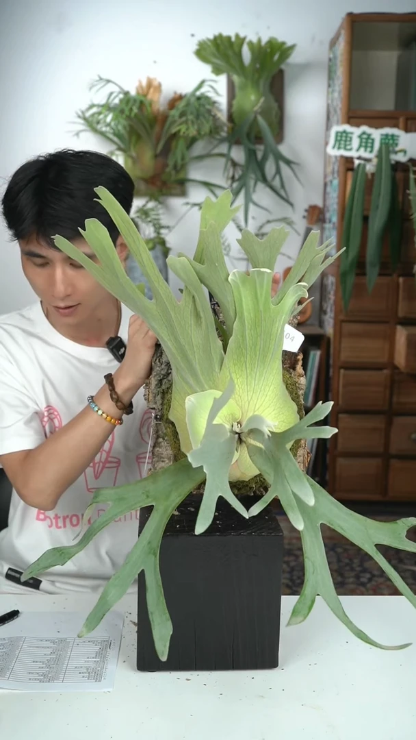 不开花植物S104-爪哇x柠檬JR