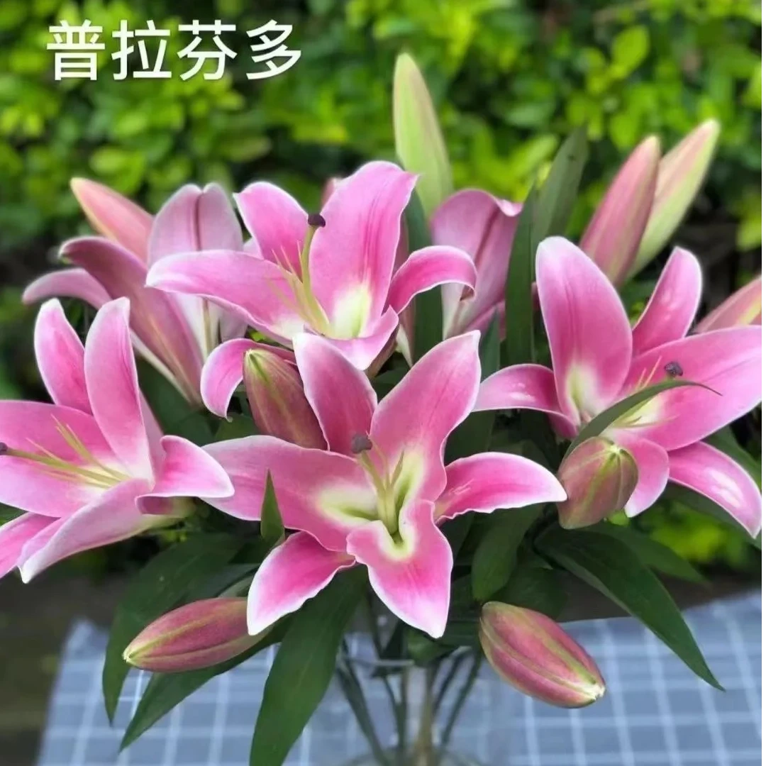 花福十花边新闻-双头普拉分多百合5枝-2单包 邮-鲜花批发直播