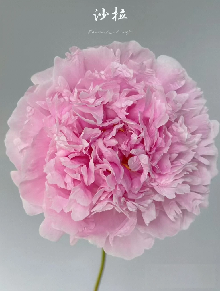 预售【莎拉优选】正宗芍药花苗 菏泽芍药盆栽地栽绿植 先发肥料