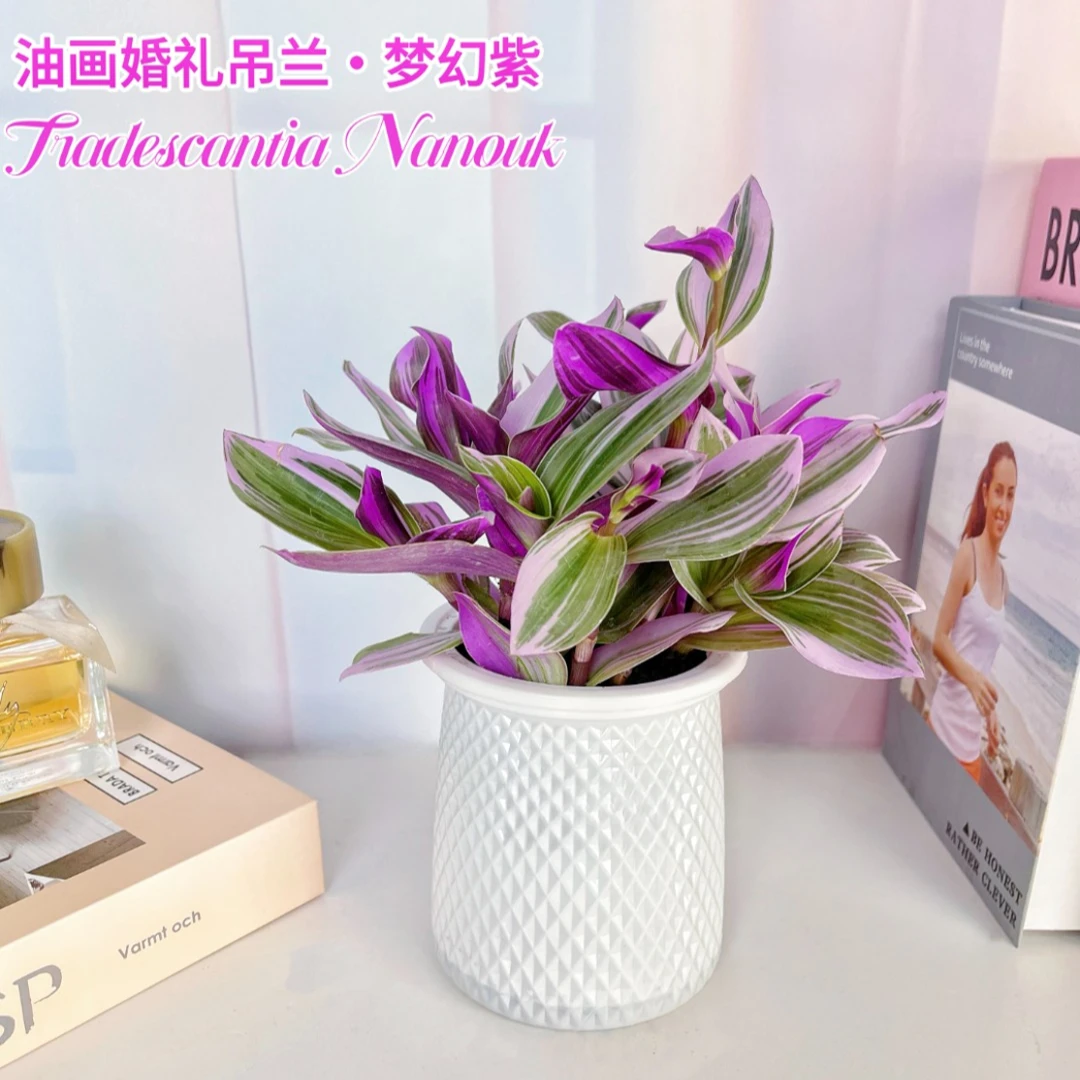 油画婚礼吊兰四季粉色可水培植物室内阳台办公桌吸甲醛扦插好养