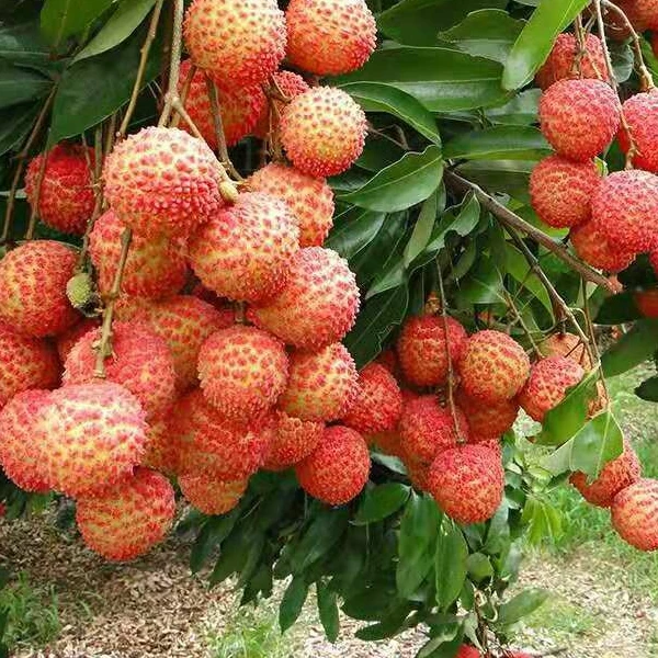 荔枝树苗广东荔枝树无核桂味妃子笑庭院种植果树苗带土带叶