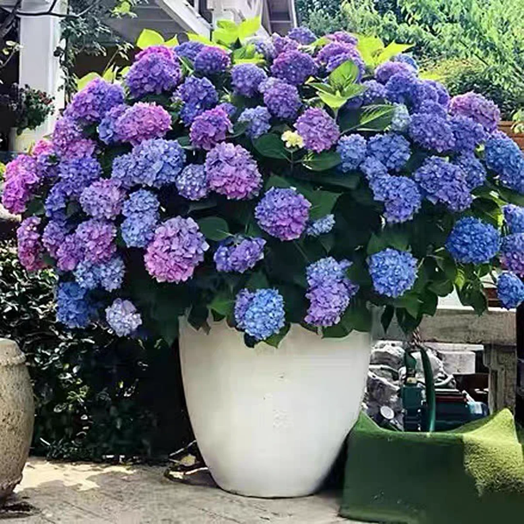 【一物一拍】耐寒耐热好养的绣球花苗适合庭院地栽盆栽四季开花不断