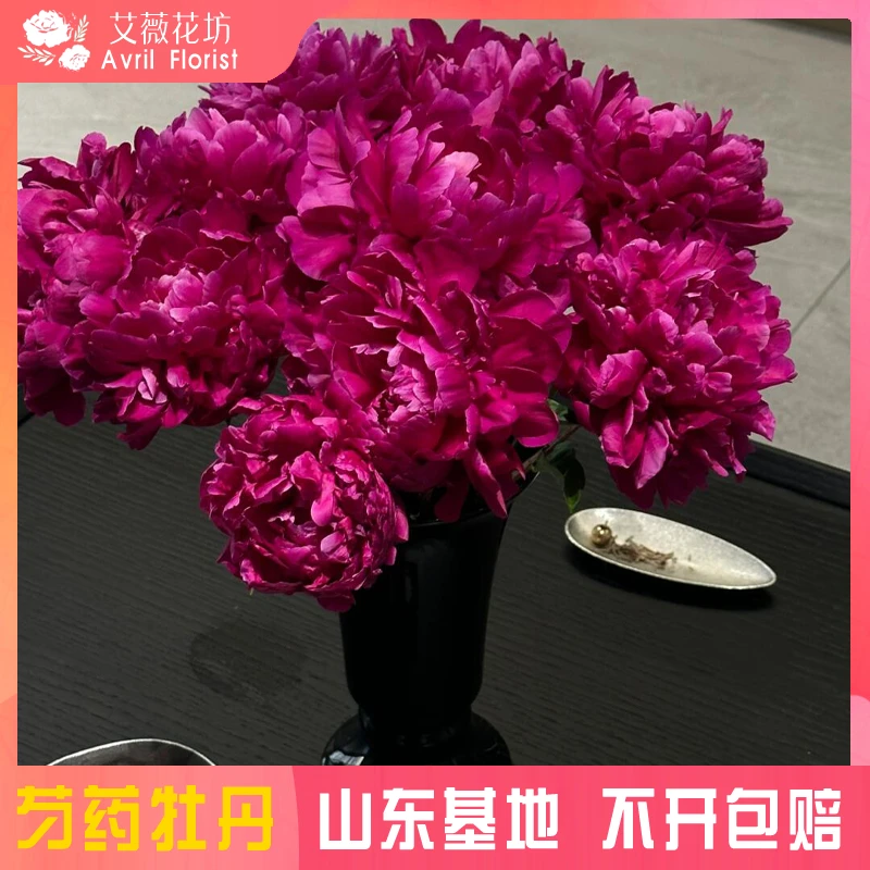 『现货-黑海波涛』芍药鲜花 芍药鲜切花 山东基地直发