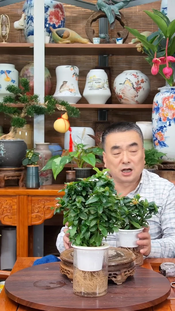 全部花苞半****鱼水之韵水培龙船花