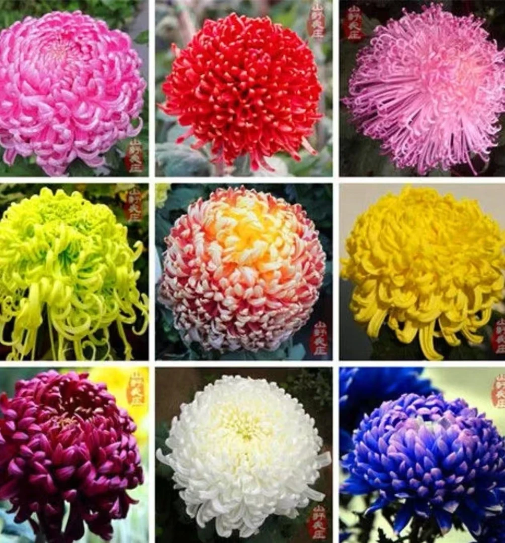 重瓣菊花种子浓香耐寒易活带芽多年生四季开花阳台花卉种子