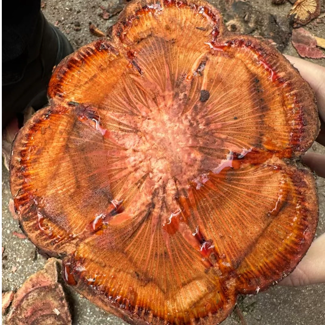 云南深山新鲜五花藤