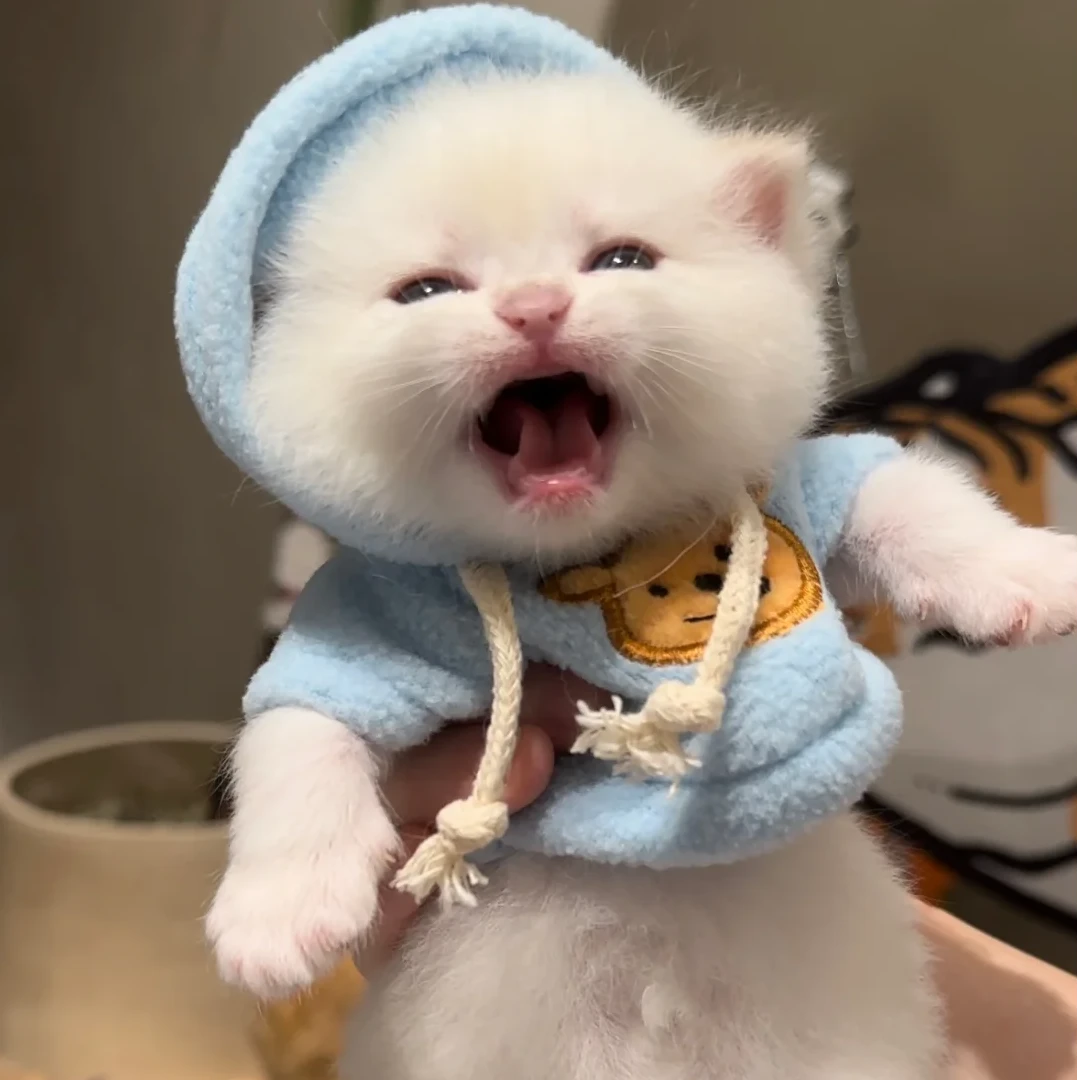 郑-【备注：其他拍此链接】全品种猫咪一对一挑选 不满意全额退