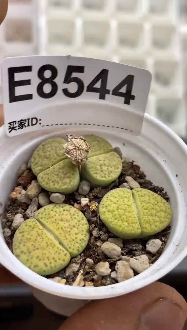 8544直播间一物一拍