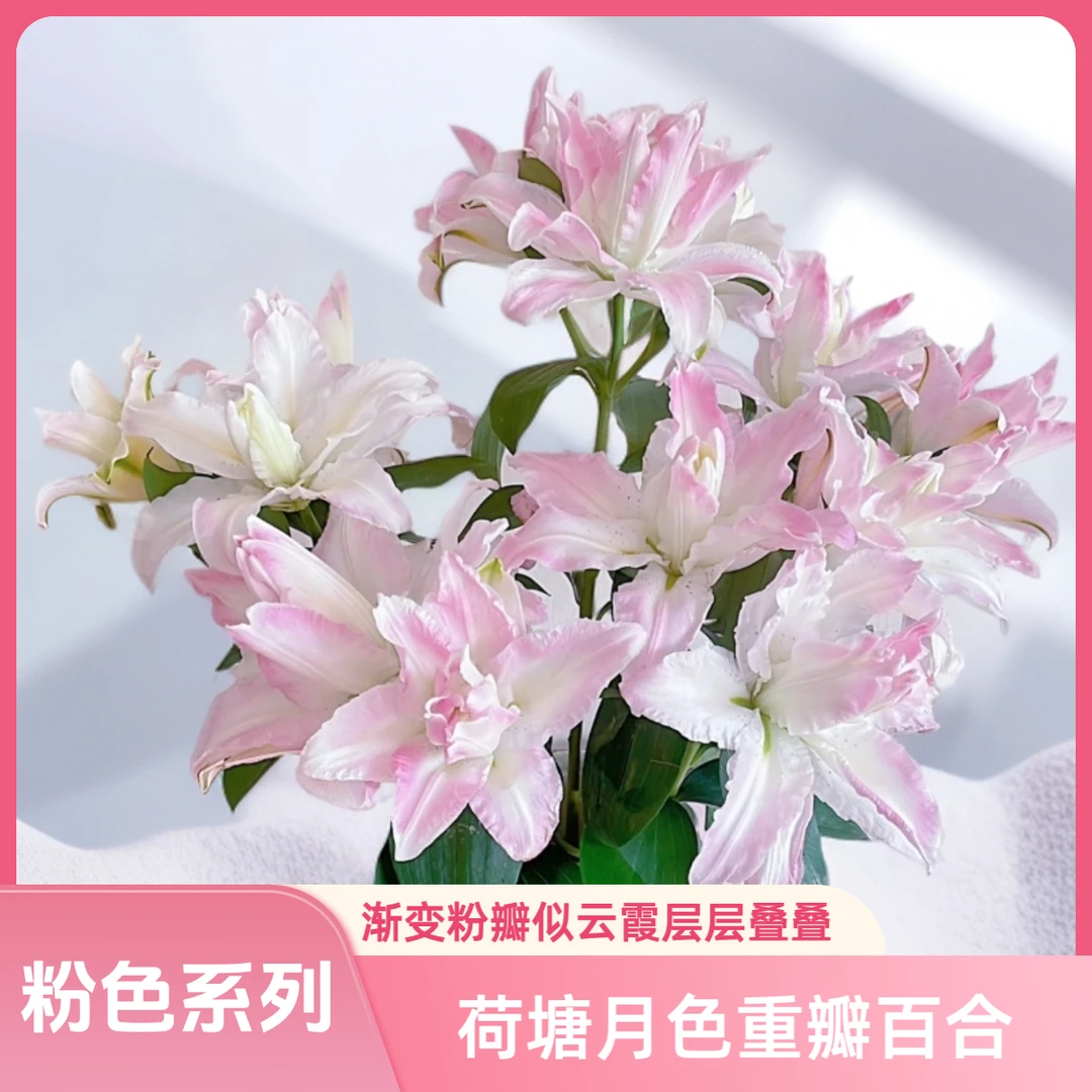 【AAA级荷塘月色重瓣百合】重瓣粉晕层层叠，淡雅清香不刺鼻，花期长