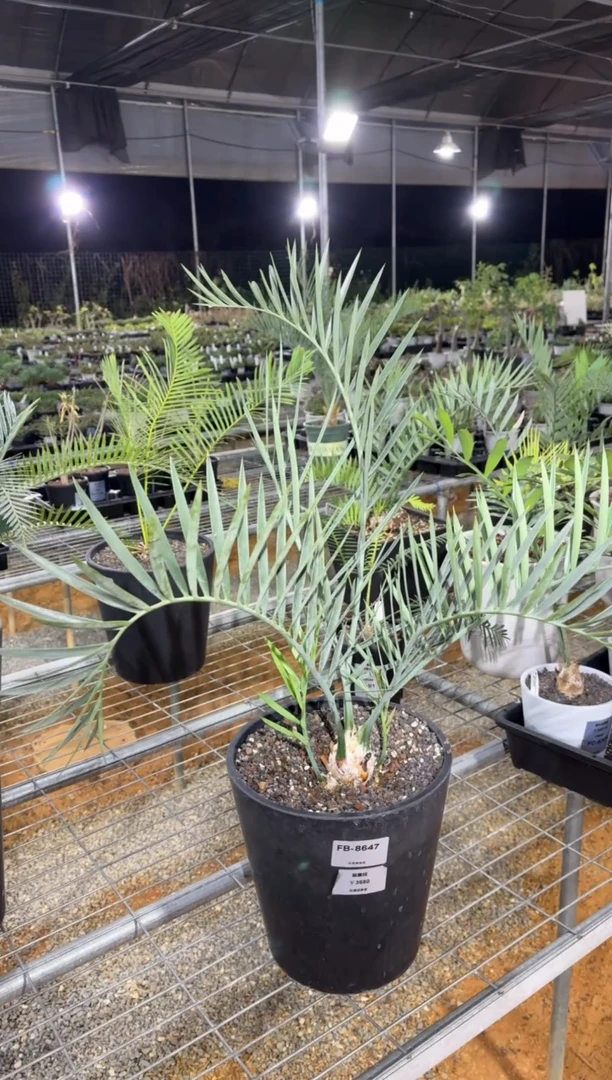 谈****8莱曼妮FB-8647