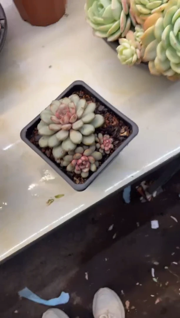 【闪购商品】2-192葡萄