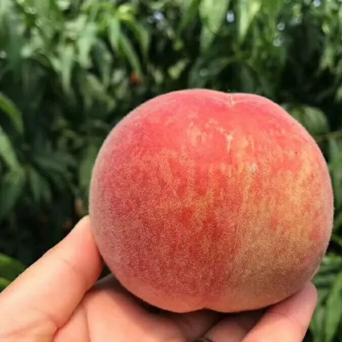3.8斤【阳山水蜜桃】桃香十足可硬吃可软吃新鲜水果桃子同城送【晚上场】江苏省