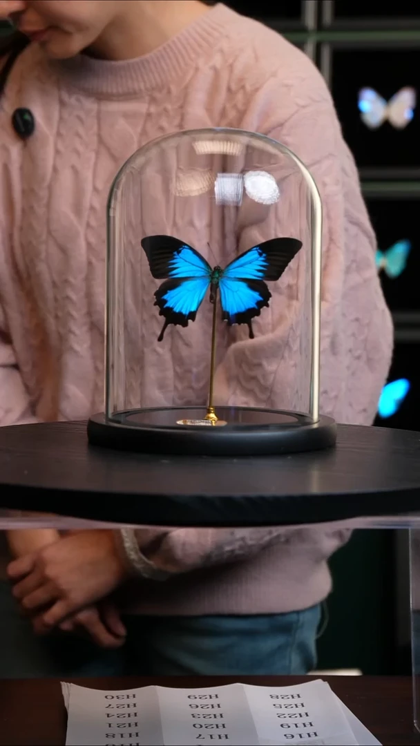 天堂凤蝶大号玻璃罩