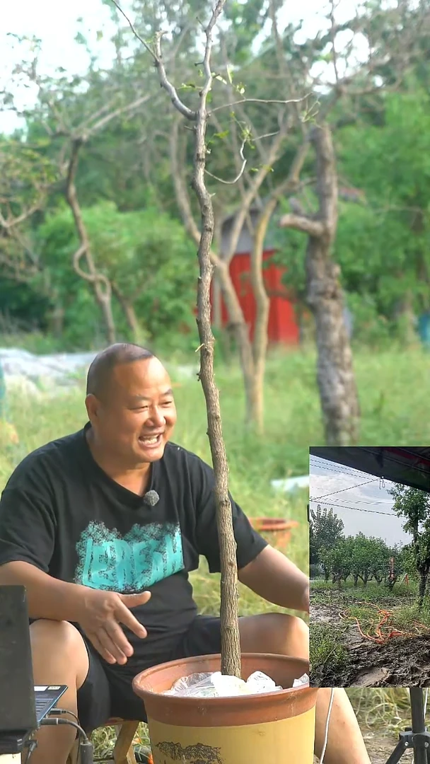 无花朵枣树枣树枣树00002