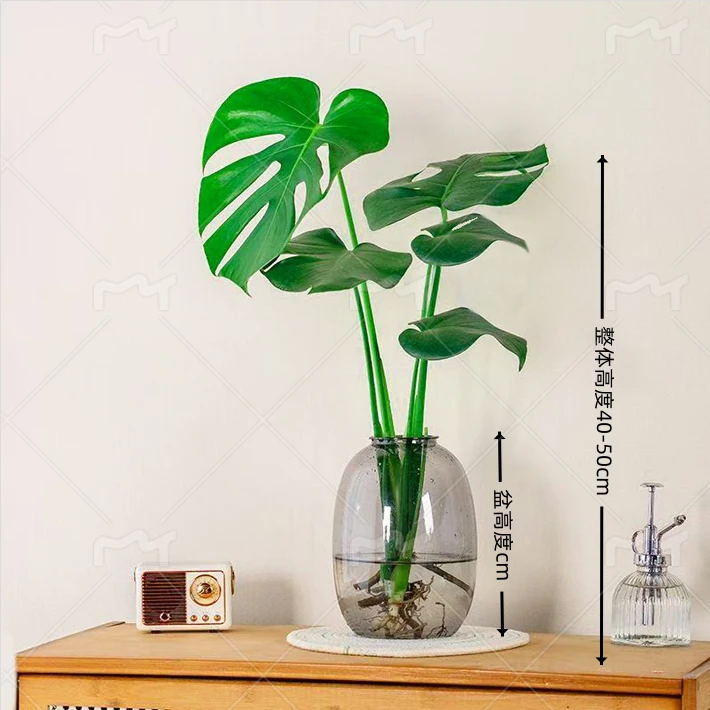开背龟背竹水培室内客厅绿植盆栽四季好养办公室桌面水养植物花卉