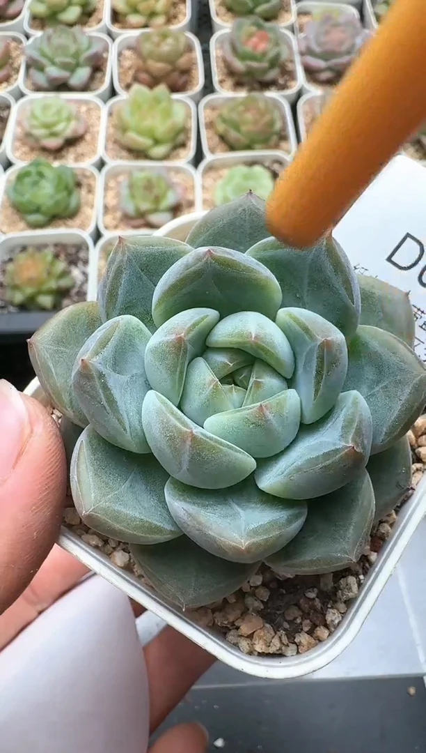 793D云禹多肉植物 带盆土纸巾打包 3颗包邮