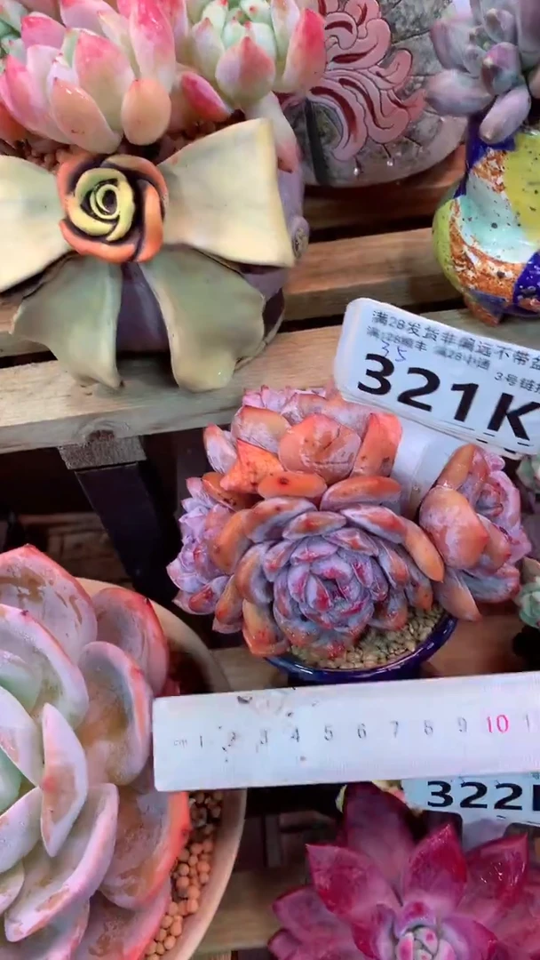321K（一物一拍，精品多肉，所见即所得 ）