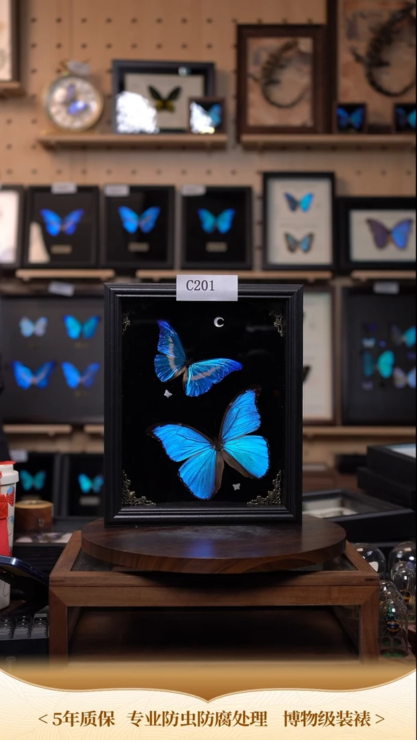 蝴蝶标本摆件竞拍c201