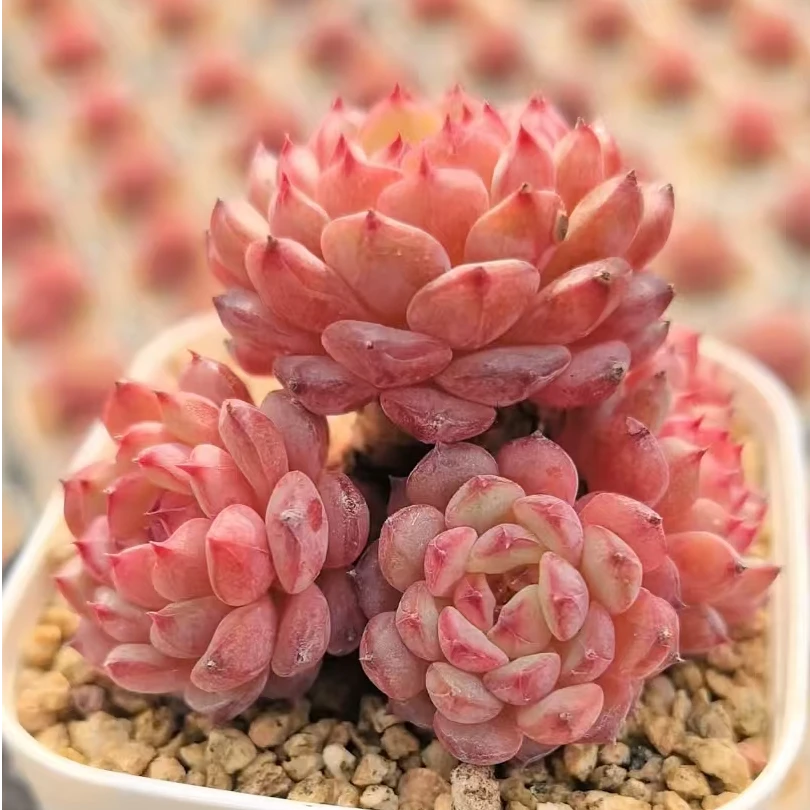 001妙妙多肉植物糖心老桩冰玉直播间一物一拍