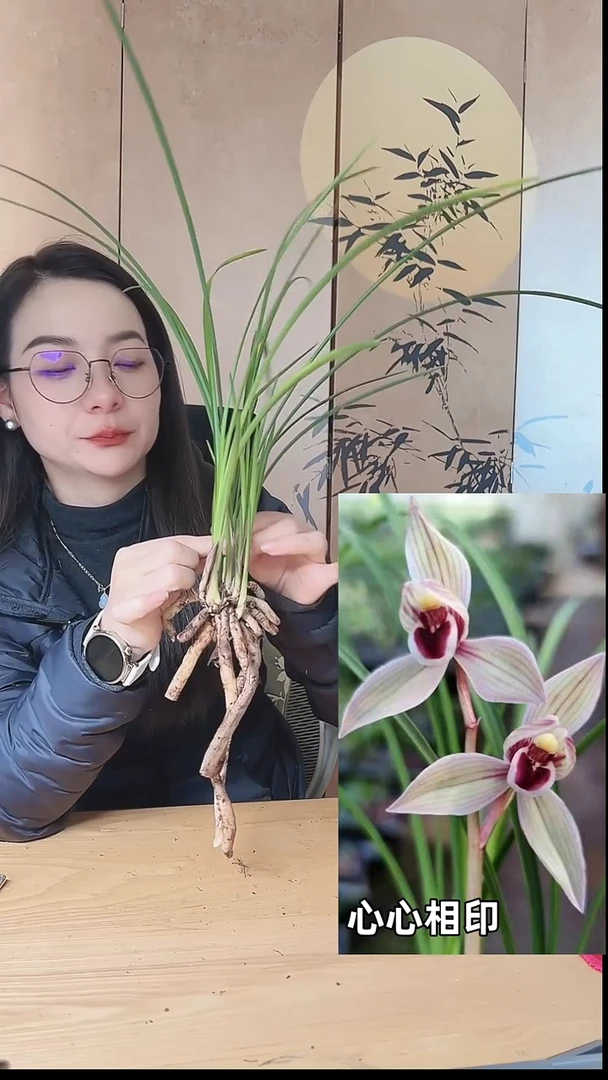 当前无花栽培后可以开花：心心相印
