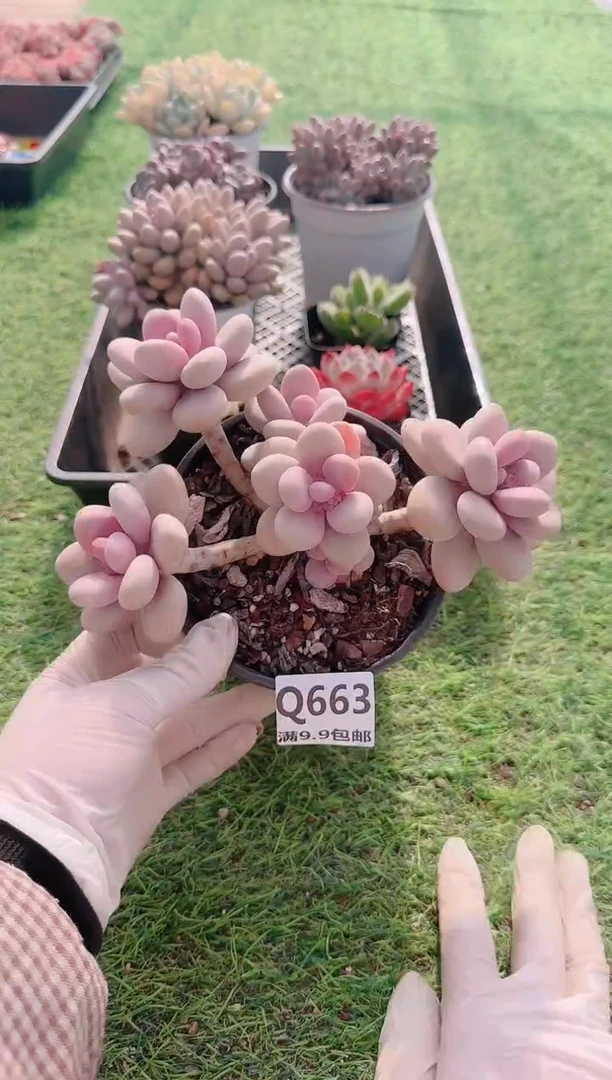 【闪购商品】梦会多肉一物一拍